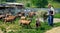 Farmer feeds goats