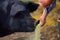 Farmer feeds grain to a black boar