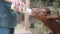 A farmer feeds a young goat with milk from a baby bottle. The farmer works with animals on his own milk and cheese farm.