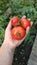 Farmer female hand holding ripe red tomatoes on tomato plants background, selective focus