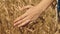 Farmer female hand touches the golden ear wheat, wheat field farm, caresses ears wheat grains, concept natural