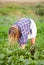 Farmer female picking fresh beetroot on a garden