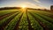 A farmer at field of organic lettuce growing in a sustainable farm