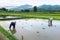 Farmer in field rice farming