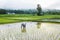 Farmer in field rice farming