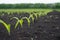 Farmer field with small young sprouts Corn