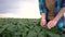 farmer in field with soybeans. agriculture business farm concept. young farmer walks through the field looking at