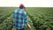 farmer in a field with soybeans. agriculture business farm concept. young farmer walks through the field looking at