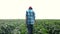 Farmer in field with soybeans. Agriculture business farm concept. Young farmer walks through the field looking at