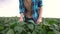 Farmer in field with soybeans. Agriculture business farm concept. Young farmer walks through the field looking at