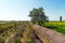 Farmer fields, lonely tree