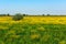 Farmer fields, lonely tree