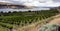 Farmer Fields Orchards Fruit Trees Columbia River Gorge