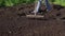 Farmer flattens the ground with rakes