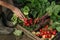 Farmer folding fresh vegetables in wooden box on farm at sunset. Woman hands holding freshly bunch harvest. Healthy organic food,