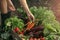 Farmer folding fresh vegetables in wooden box on farm at sunset. Woman hands holding freshly bunch harvest. Healthy organic food,