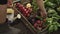 Farmer folding harvest of beetroots, tomatoes, radishes in a wooden box on eco farm in sunset light.