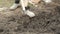 Farmer gardener digs soil in the garden with  shovel. Close-up of men`s feet in rubber shoes and shovel