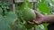 Farmer Gardener Grows Delicious Melons In Greenhouse Touches Checking Ripening