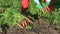 Farmer gardener harvesting orange carrots in autumn