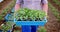 Farmer gardener hold fresh green saplings, Growing seedlings for organic vegetables 4k video