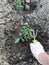 A farmer gardener plants tomato seedlings in gloves on his hands on cultivated land ready for planting,spring preparation of plant