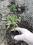 A farmer gardener plants tomato seedlings in gloves on his hands on cultivated land ready for planting,spring preparation of plant