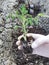 A farmer gardener plants tomato seedlings in gloves on his hands on cultivated land ready for planting,spring preparation of plant