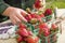 Farmer Gathering Fresh Strawberries in Baskets