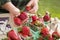 Farmer Gathering Fresh Strawberries in Baskets