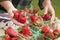 Farmer Gathering Fresh Strawberries in Baskets