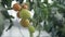 Farmer gathers crops of tomatoes in greenhouse closeup. Gardener holds in hand ripe red natural vegetable for food