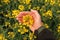 Farmer gently touches rapeseed crop flower in field