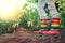 Farmer girl with colorful rubber boots, green pepper and chilli plants. Horticulture and gardening