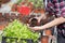 Farmer girl tranplanting herbs