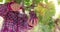 Farmer girl or young woman harvesting grapes in the vineyard. Autumn grape harvest.