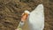 Farmer gives a treat to a big white goose on a farm, top view