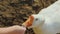 Farmer gives a treat to a big white goose on a farm, top view