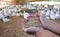 Farmer giving dry food to turkeys on farm