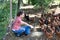 Farmer giving feeding chickens on poultry farm