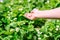 Farmer giving granulated fertilizer to young strawberry plants. Hand fertilize organic garden.Blooming strawberries.