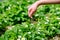 Farmer giving granulated fertilizer to young strawberry plants. Hand fertilize organic garden.Blooming strawberries