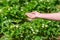 Farmer giving granulated fertilizer to young strawberry plants. Hand fertilize organic garden.Blooming strawberries