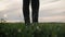 Farmer goes with rubber boots along green field. Rubber boots for work use. A worker go with his rubber boots at sunset