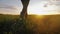 Farmer goes with rubber boots along green field. Rubber boots for work use. A worker go with his rubber boots at sunset