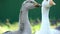 A farmer goose shakes his head and screams when opening his beak. Close-up of a goose neck and head. Farm household.