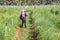 Farmer grass shear vegetable with hoe in thailand countryside