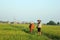 A farmer is grazing cows on the green rice field