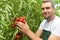 Farmer in greenhouse growing and harvesting tires tomatoes for sale