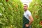 Farmer in greenhouse growing and harvesting tires tomatoes for sale